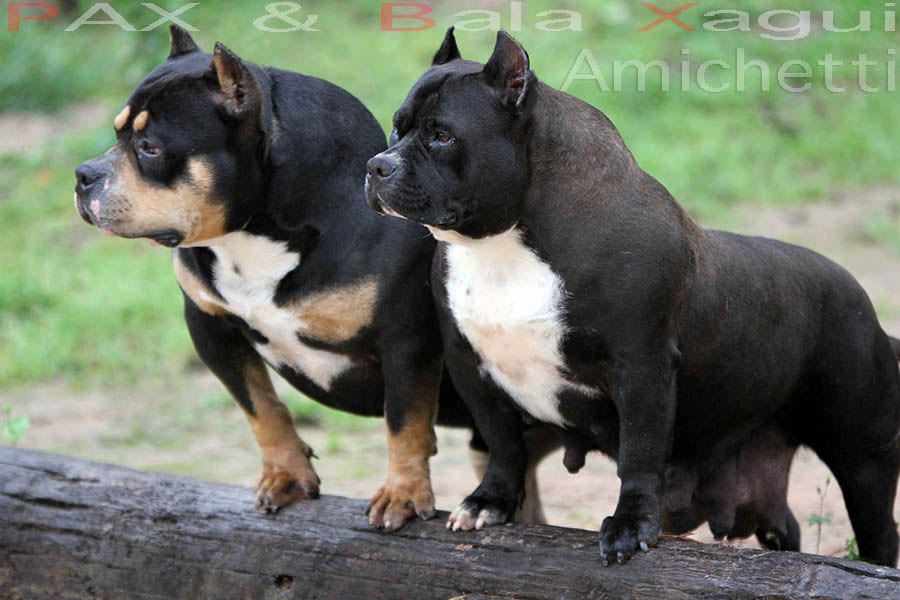 American Pitbull Terrier Blue Nose Para Venda