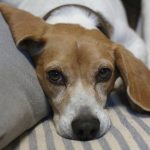 Are Beagles Prone to Skin Allergies