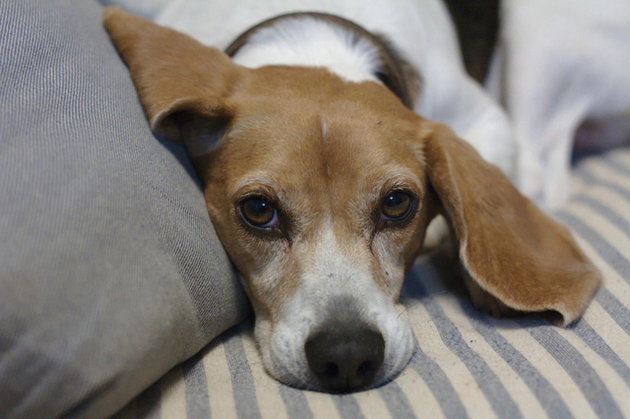 Are Beagles Prone to Skin Allergies