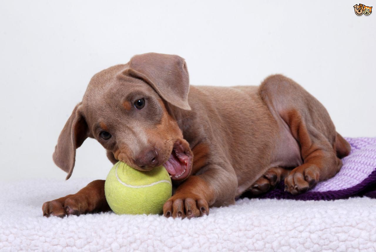 At What Age Do Dachshund Puppies Lose Their Baby Teeth