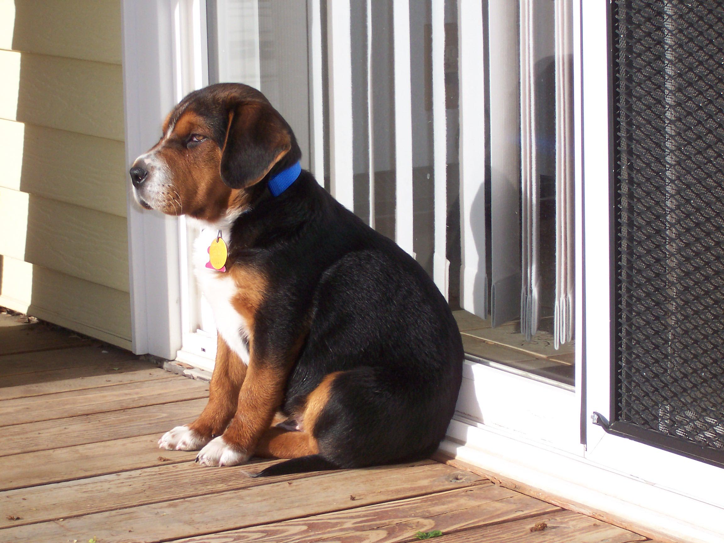 Average Beagle Weight 4 Months