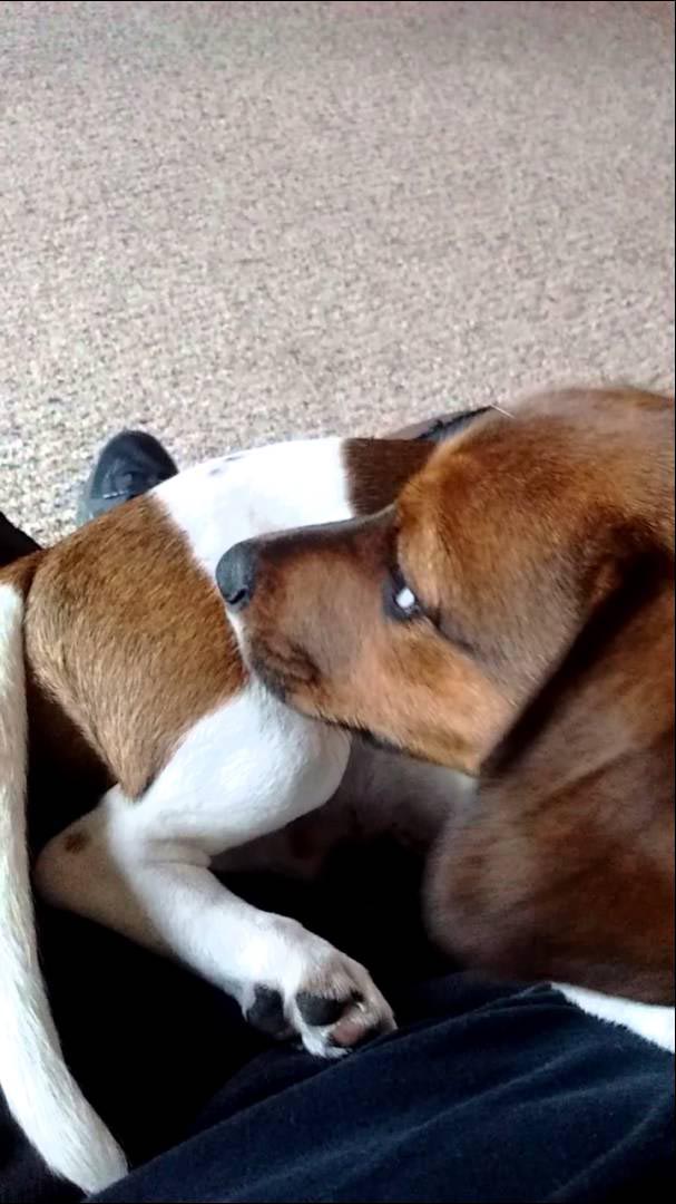 Beagle and Dachshund Mix Puppies