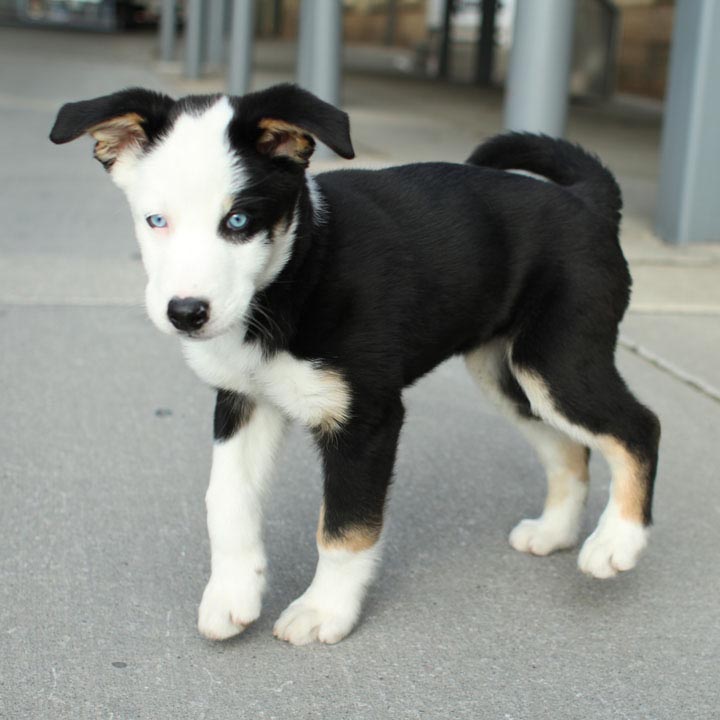 Beagle and Husky Mix Puppies