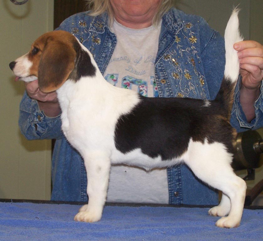 Beagle at 4 Months