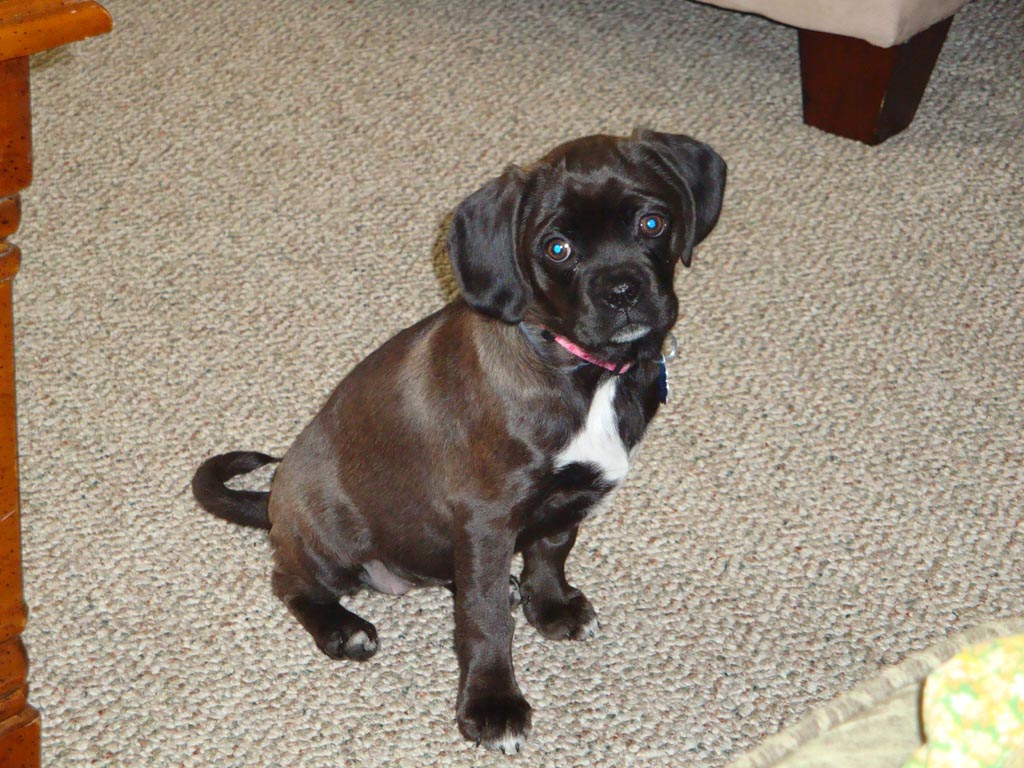 Beagle Cocker Spaniel Mix Black