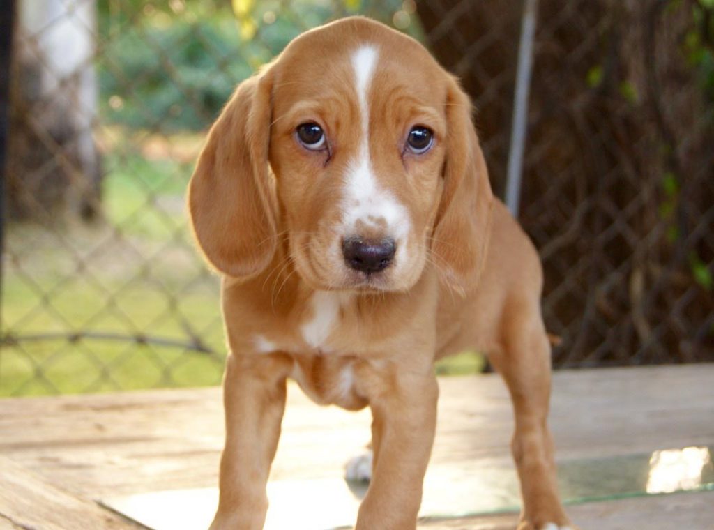 Related Post from Beagle Cocker Spaniel Mix Variety