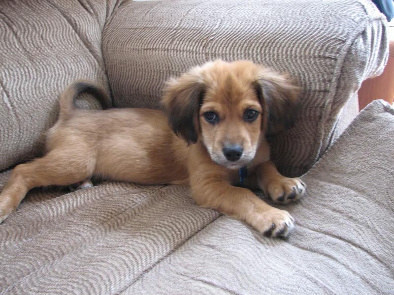 german shepherd cocker spaniel mix