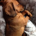 Beagle Dachshund Mix Adoption