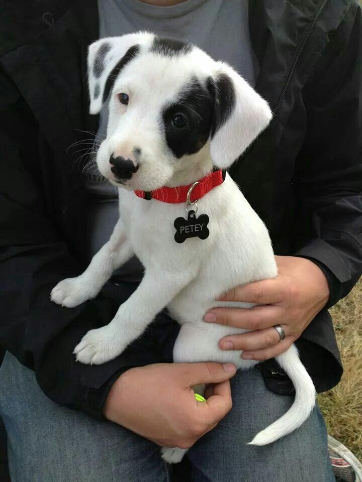 doxie beagle mix