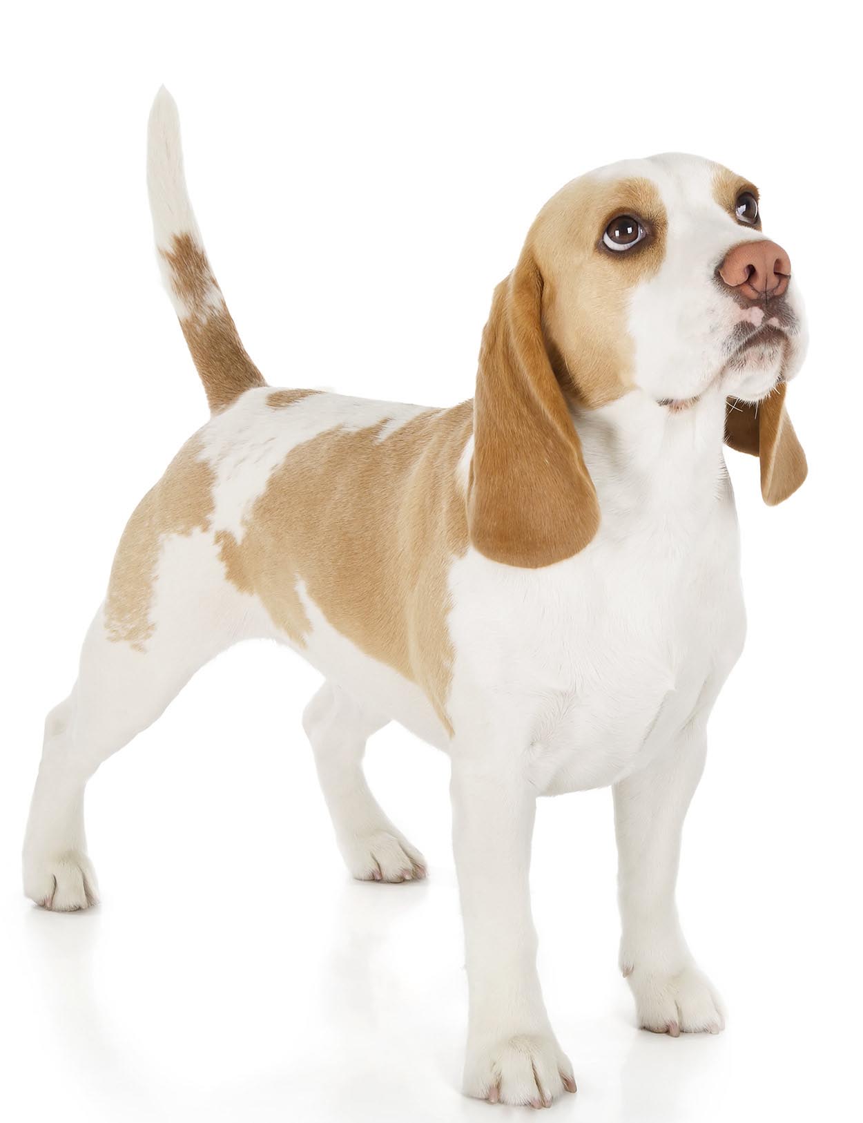 Beagle Determines Pregnancy with Poo