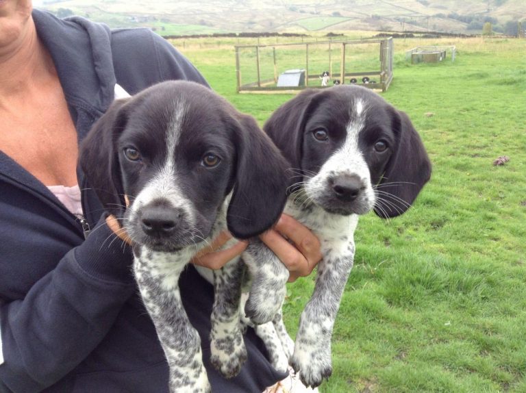 Beagle English Springer Spaniel Mix