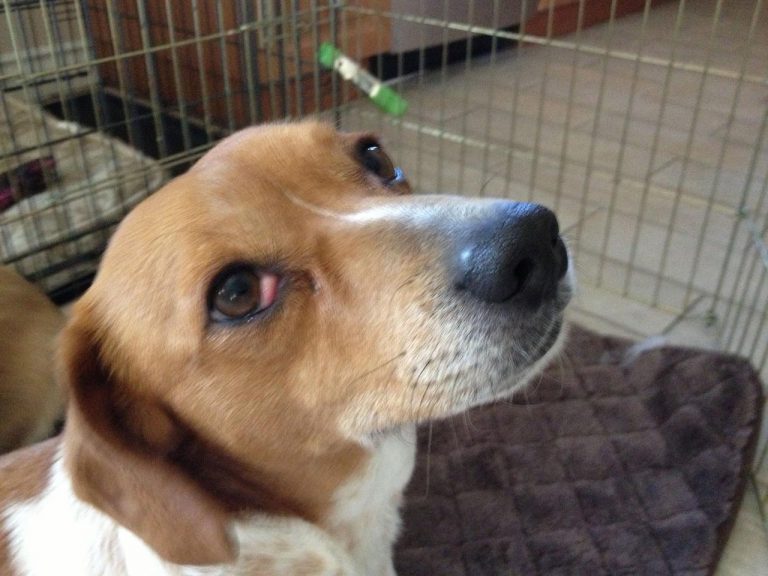 Beagle Eye Care
