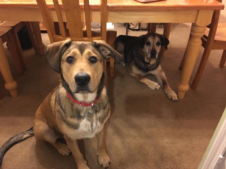 Beagle German Shepherd Mix Puppies