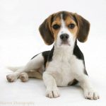 Beagle Height at 4 Months