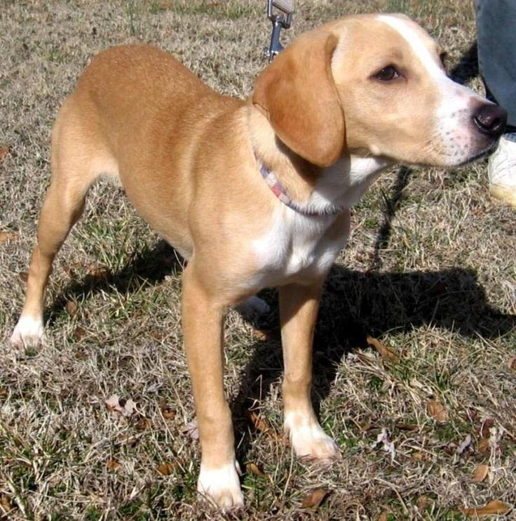 Beagle Husky Mix Weight