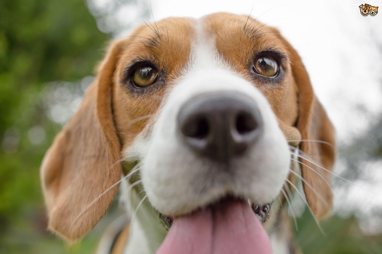 Beagle Pregnancy Calculator