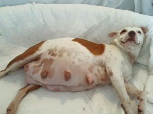 Beagle Pregnancy Signs