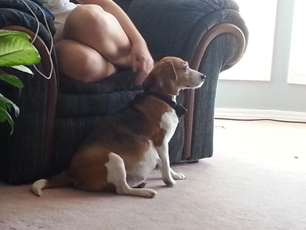 Beagle Pregnancy Time