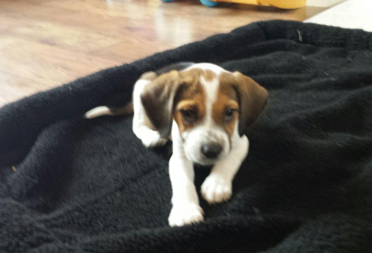 Beagle Puppies at 9 Weeks Old