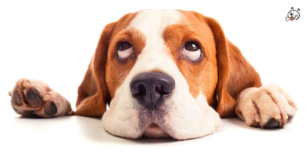 Beagle Puppy Eye Problems