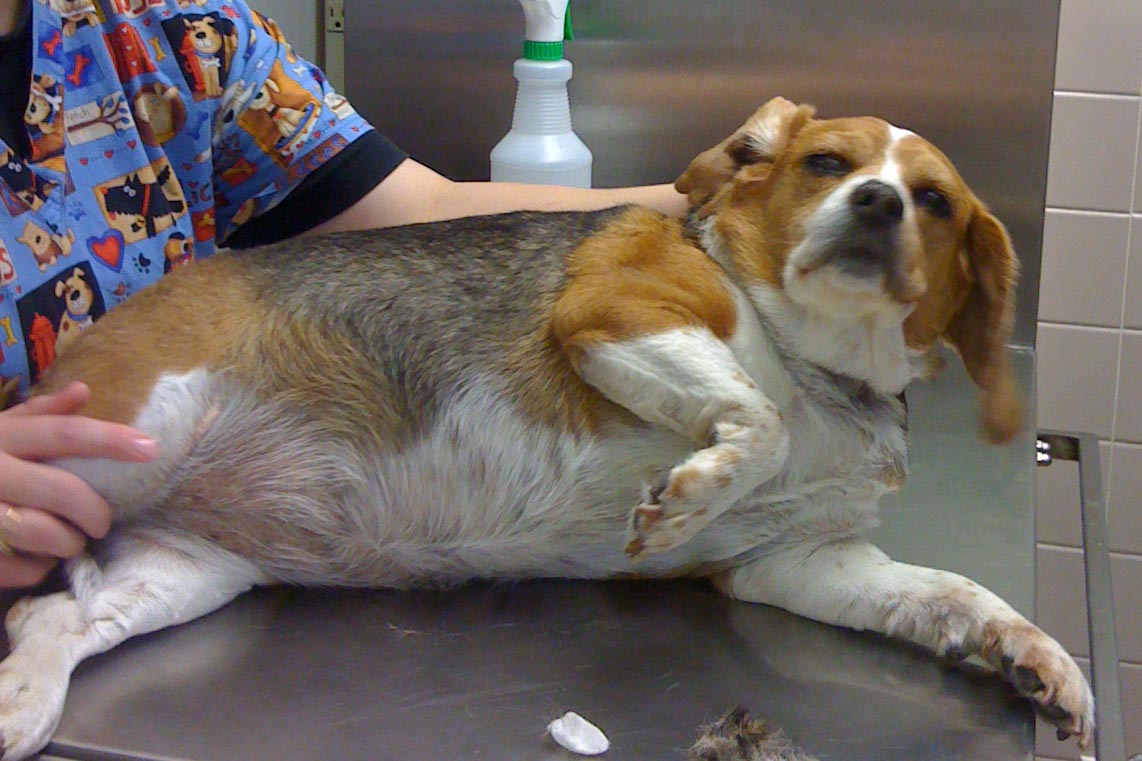 Beagle Skin Disease