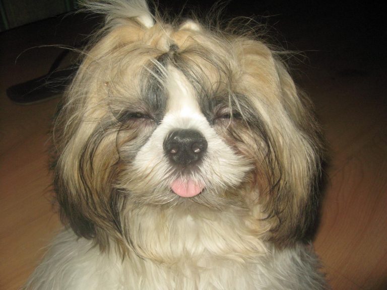 Bichon Shih Tzu Eye Problems