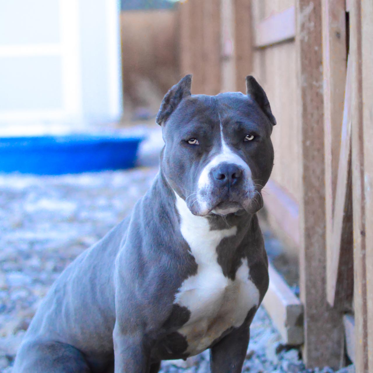Blue Nose American Pitbull Terrier Breeders