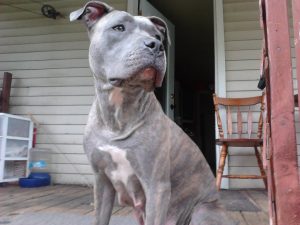 Blue Nose Brindle American Pitbull Terrier
