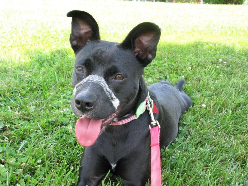 Boston terrier lab mix hot sale size