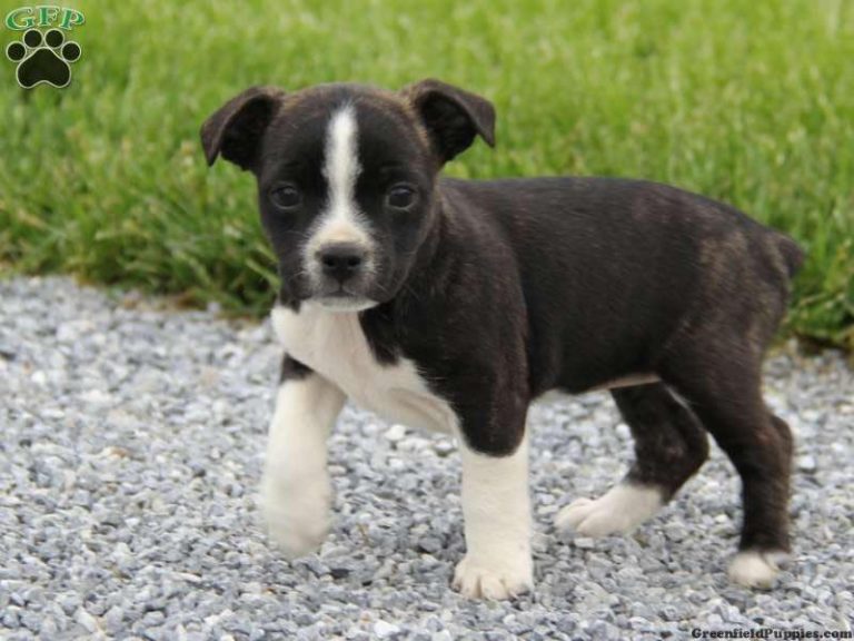 Boston Terrier Pitbull Mix Characteristics