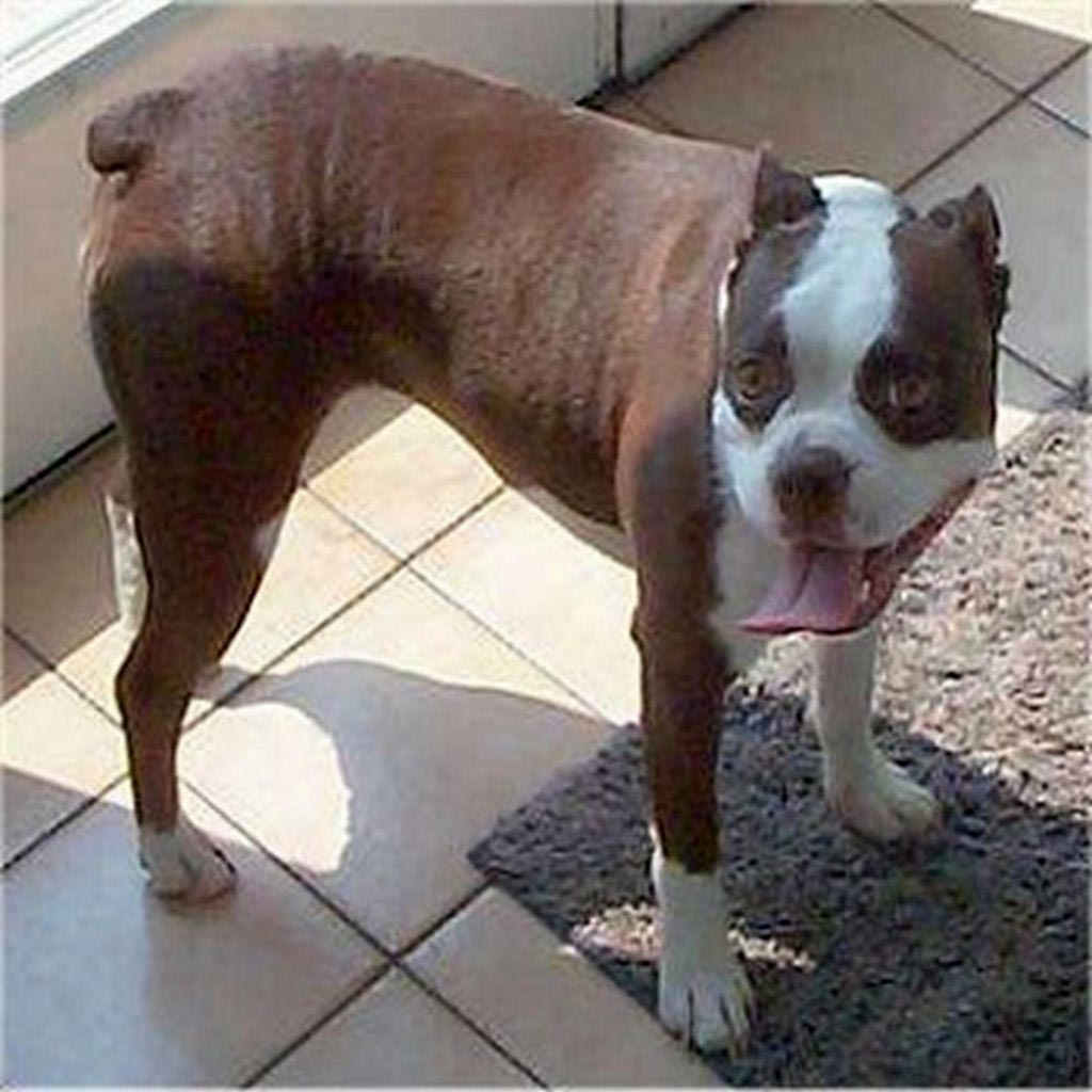 Boston Terrier Pitbull Mix Puppies