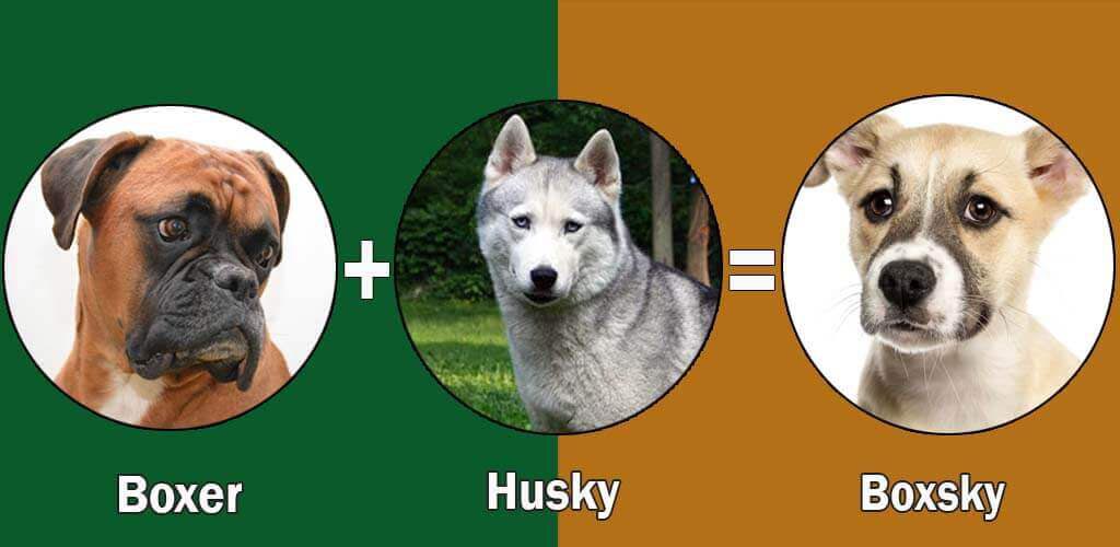 boxer husky mix info