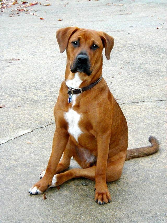 lab boxer husky mix dog