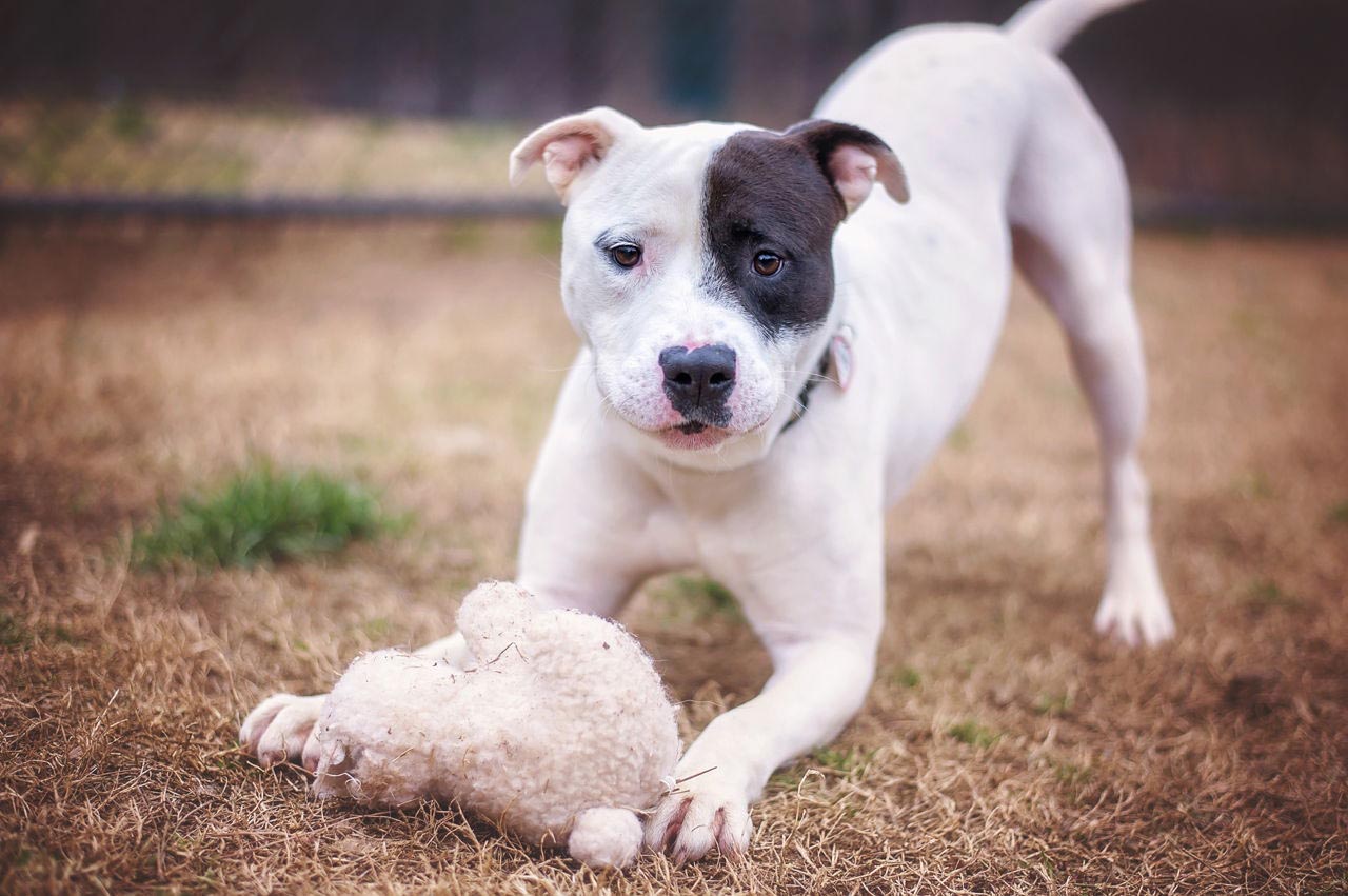 Brindle Boston Terrier Pitbull Mix