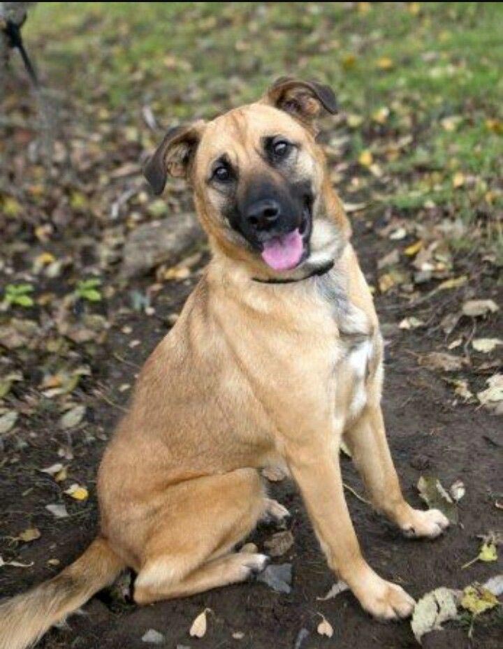 shepherd mastiff cross