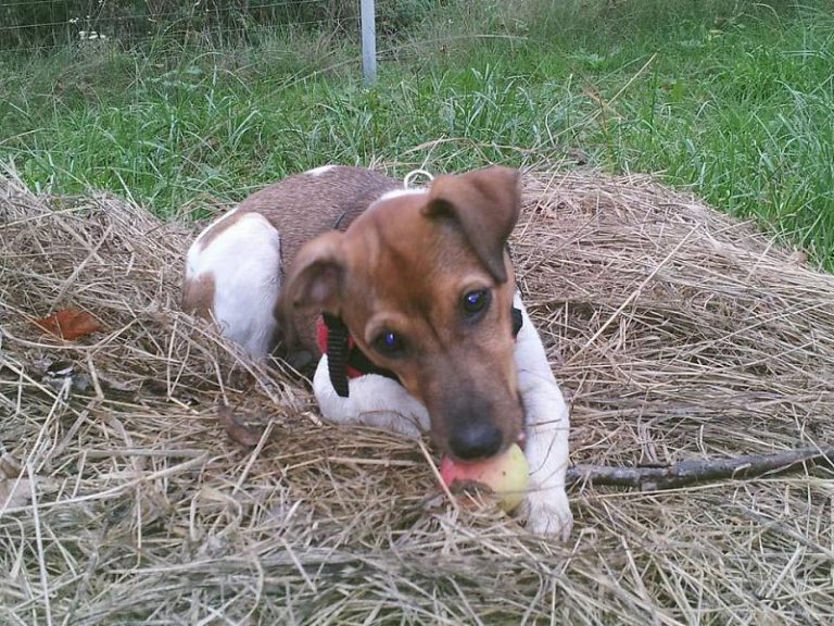 Can Jack Russell Terrier Eat Bananas
