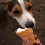 Can Jack Russell Terriers Eat Apples