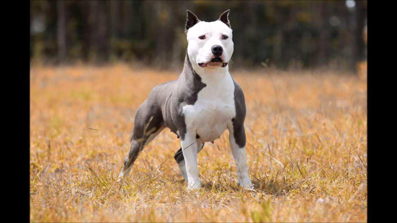 Canil American Pitbull Terrier Blue Nose