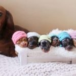 Care for Pregnant Dachshund