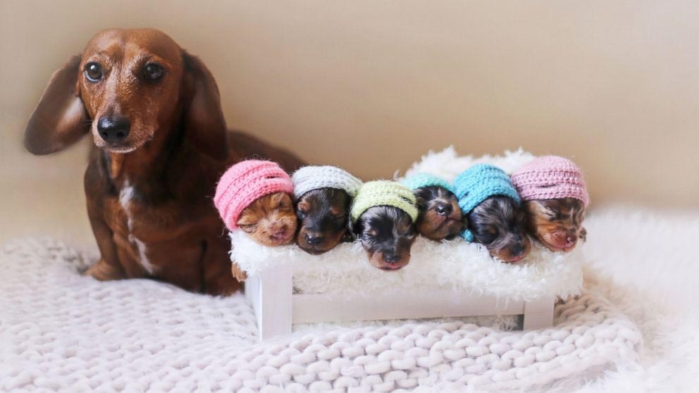 Care for Pregnant Dachshund