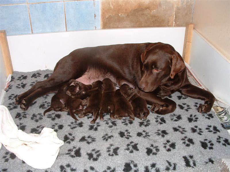 Care for Pregnant Labrador Retriever