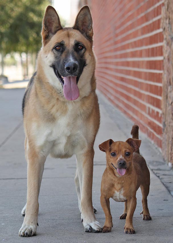 Chihuahua and German Shepherd