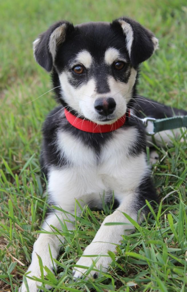 Chihuahua And Husky Mix Puppies 