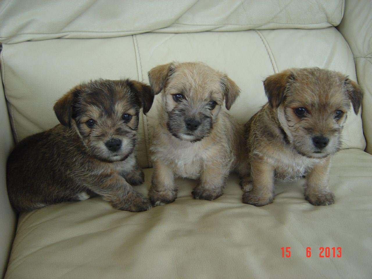 Chihuahua Cross Jack Russell Cross Yorkshire Terrier