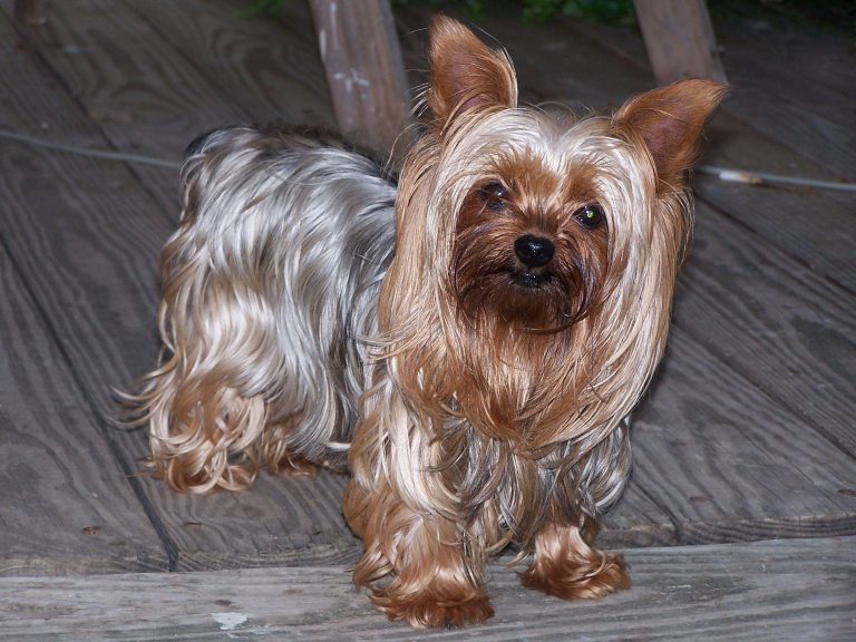 Chihuahua Cross Yorkshire Terrier Lifespan