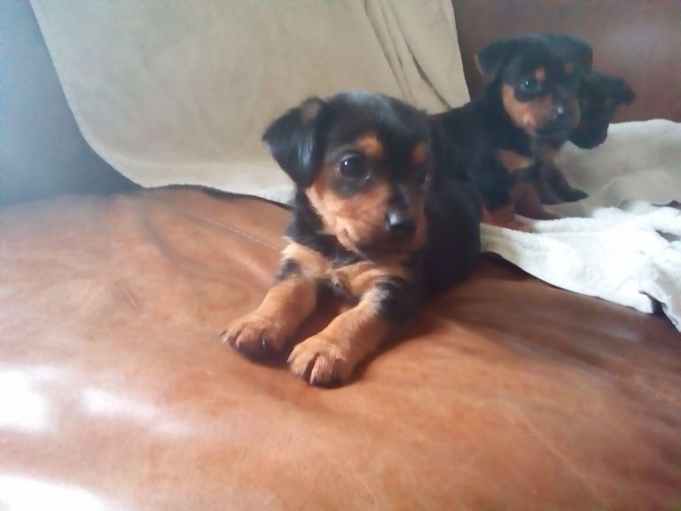 Chihuahua Cross Yorkshire Terrier Puppies