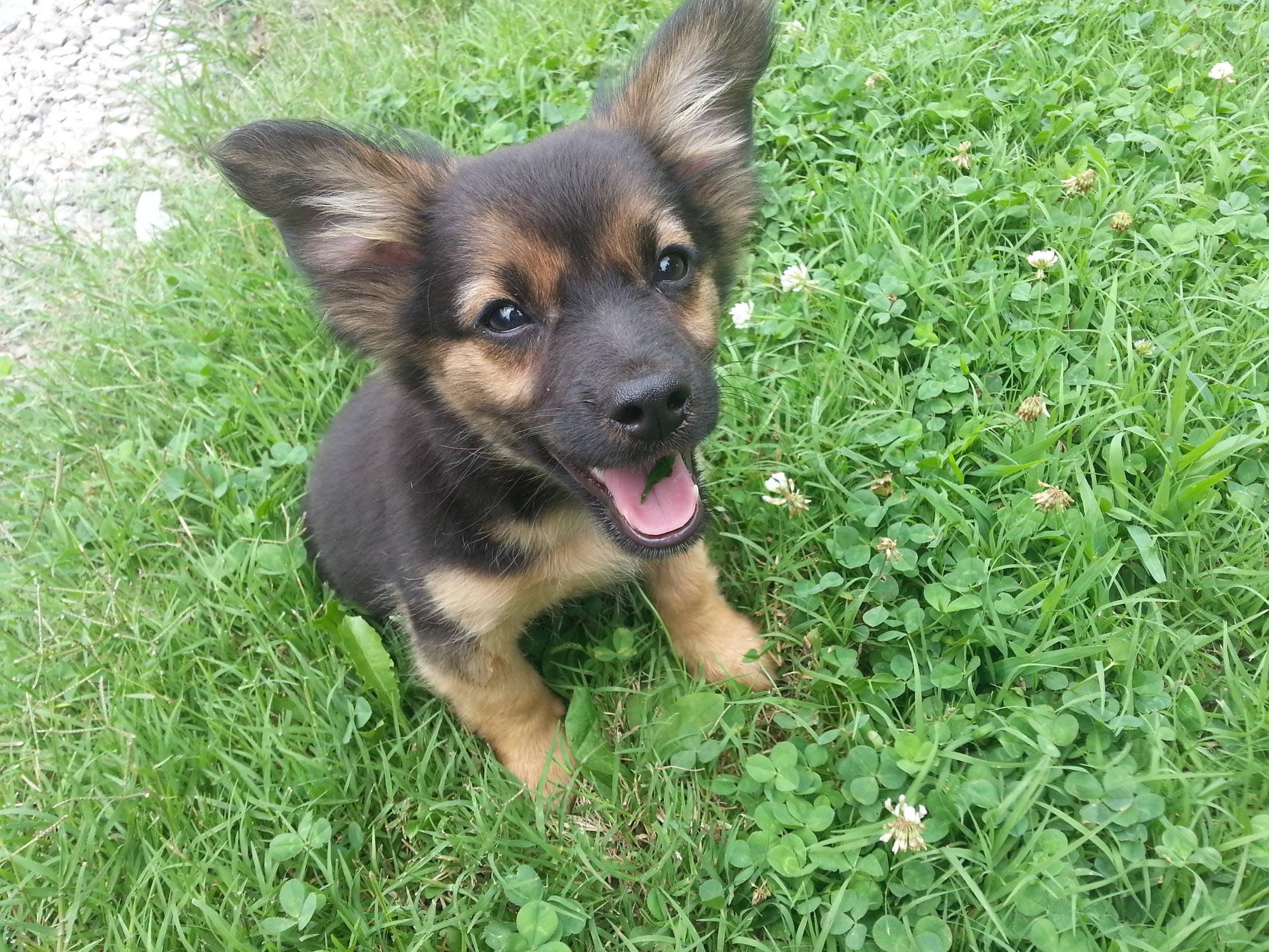 Chihuahua German Shepherd Mix Puppies