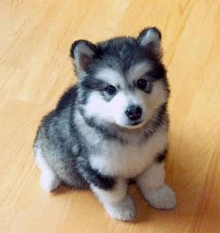 Malamute hot sale chihuahua mix