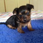 Chihuahua Yorkshire Terrier Mix Puppies