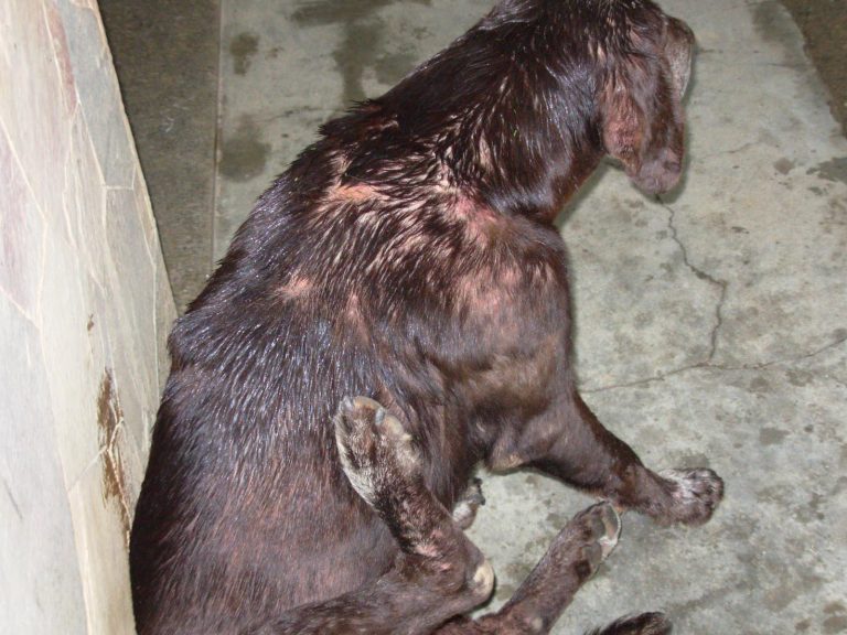 Chocolate Labrador Retriever Skin Problems